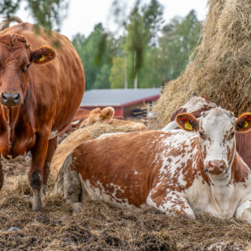 På landet, …