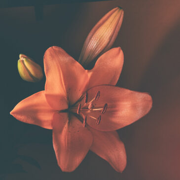 Blomma, …