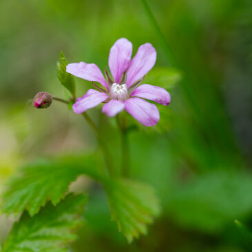 Landskapsblomma, …