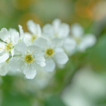 Sommardoft, …