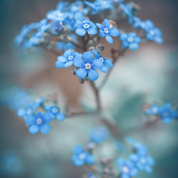 Längtans blå blomma, …