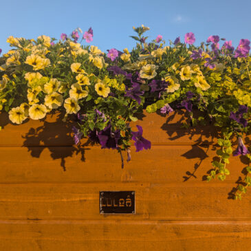 Olika blommor, …