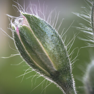 Pelargoner, …