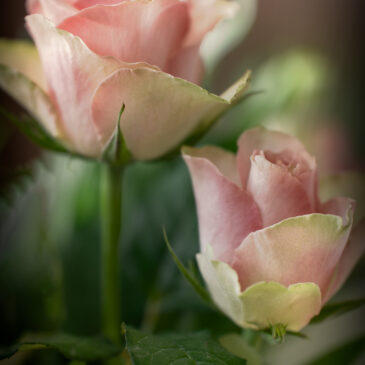 Rosor, …