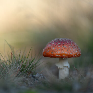 Giftig, …