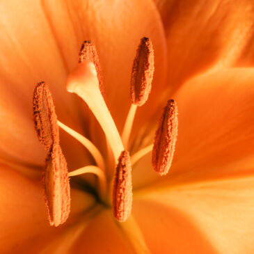 Orange, …