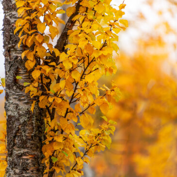 September, …