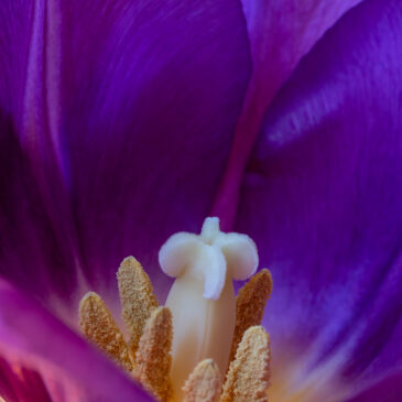 Min favoritlökväxt, …