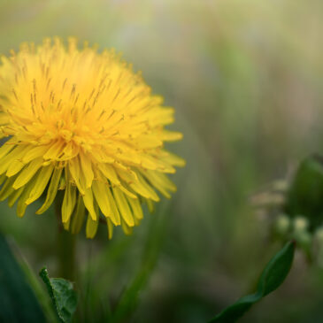 Gult i naturen, …